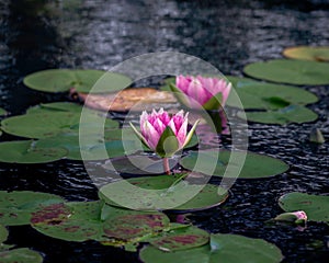 Two pink water lilies in the pond