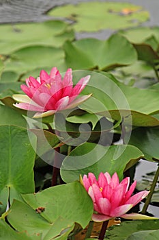 Two pink water lilies surrounded by leaves