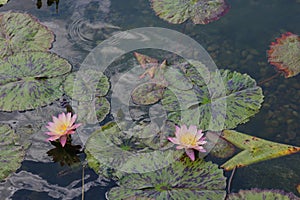Two pink water lily flowers and lily pads floating in a shallow pond