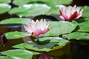 Two pink water lily flowers blossom on green leaves background close up, beautiful purple lilies in bloom on pond, lotus flower