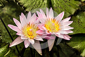 Two Pink Waterlillies