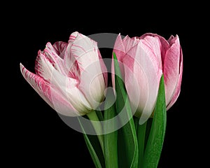 Two pink-white blooming tulips with green stem and leaves isolated on black background. Studio close-up shot.