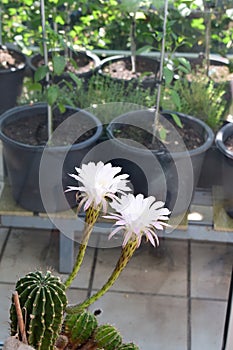 two pink and white cactus flowers in front of herbs and paprika plants