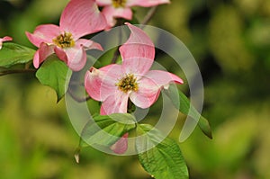 Two Pink and White Dogwood Tree Blooms