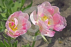 Two pink white double tulips TÃºlipa with green leaves on a flower bed in the garden