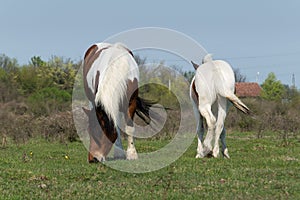 Two pinto horses grazing in pasture