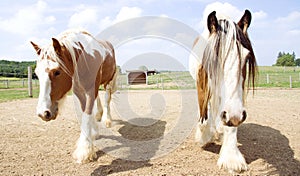 Two Pinto horses walking together