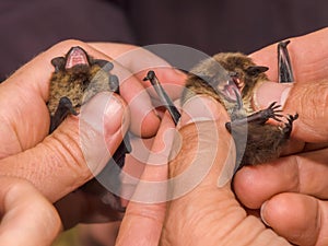 Two pipistrelle bats in hand of researcher