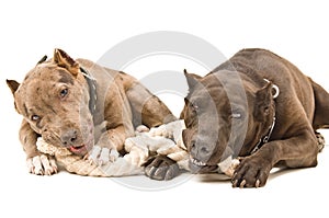 Two pit bull