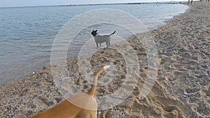 Two pit bull dogs frolic on the beach.