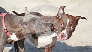 Two Pit Bull Terrier friends