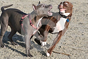 Two Pit Bull Terriers at Play