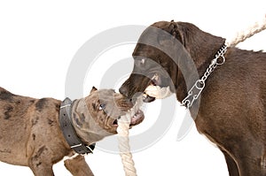 Two pitbull together gnaw rope