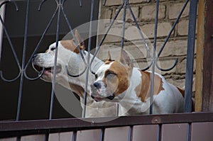 Two pitbulls on a balcony watching people go by photo