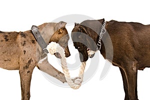 Two pitbulls gnaw rope