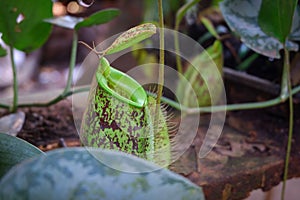 two pitchers of pitcher nepenthes hookeriana among the leaves of other ornamental plants