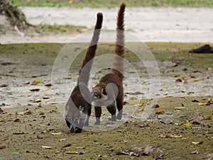 Two pizotes sniffing around Tikal National Park