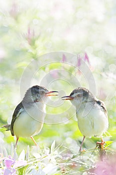 Two Plain Prinia (Prinia inornata) on flower and beautiful abstract bokeh background. Copy space