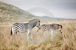 Two Plains Zebra