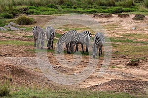 Two Plains Zebra in the Masai Mara, Kenya, Africa