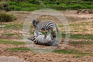 Two Plains Zebra in the Masai Mara, Kenya, Africa