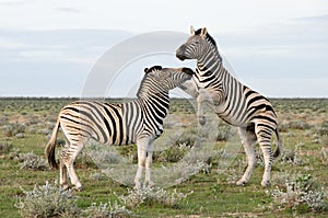 Two Plains Zebra, Namibia