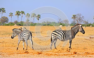 Two plains zebra standing with their backs to each other against a palm treeline backdrop and clear blue sky in Hwange National Pa