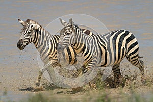 Two plains zebra trot side-by-side through lake