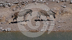 Two plains zebras walking by a water hole in midday heat, Kalahari desert, Etosha National Park, Namibia.