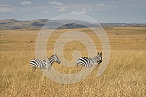 Two plains zebras, Equus quagga, in the open grassland of the Maasai Mara in Kenya.