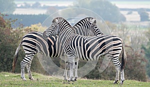 Two plains zebras, photographed at Port Lympne Safari Park, Ashford, Kent UK.