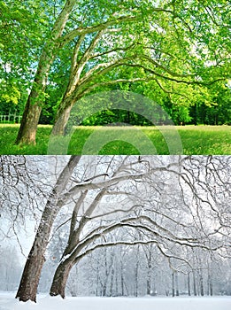Two plane trees in two seasons - Summer and Winter