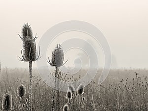 Two plants in foreground with the equal settings with to silhouetted trees in the foggy background, Authentic scenery of