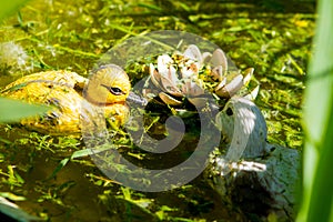 Two plaster figures of ducks and water lilies are in a pond in the garden