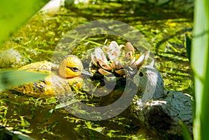 Two plaster figures of ducks and water lilies are in a pond in the garden