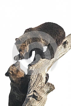 Two playful bears climbing on the tree, cut out on the white background