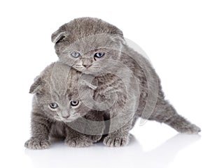 Two playful british shorthair kittens. isolated on white