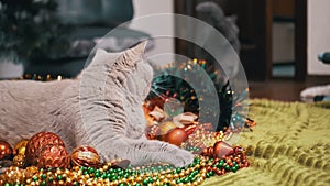 Two Playful Cats Playing with Christmas Decorations and Christmas Toys, Balls