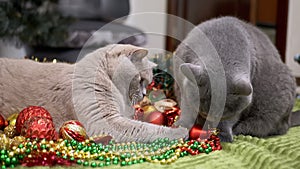 Two Playful Cats Playing with Christmas Decorations and Christmas Toys, Balls