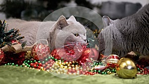Two Playful Cats Playing with Christmas Decorations and Christmas Toys, Balls