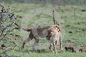 Two playful cheetahs chasing each other