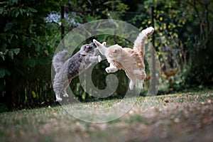 Two playful fighting maine coon cats jumping outdoors