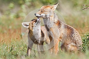Two playful foxes