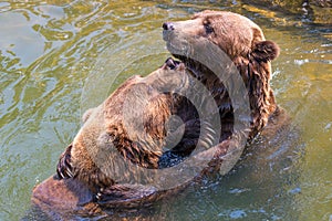 Two playful grizzly bears