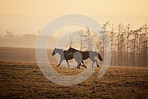 Two playful horses running on meadow