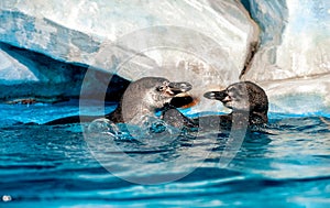 Two playful Humboldt penguins Peruvian penguin or Patranca  floating on  blue water surface