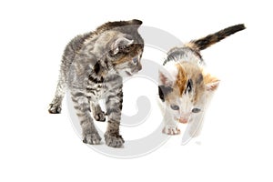 Two playful kittens