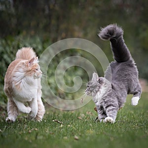 Two cats playing running around