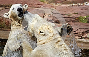 Two playful polar bears