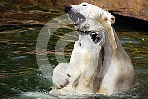 Two playful polar bears, kissing